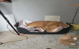 Mixed Breed dogs for sale: Female chow x lab - Image 2