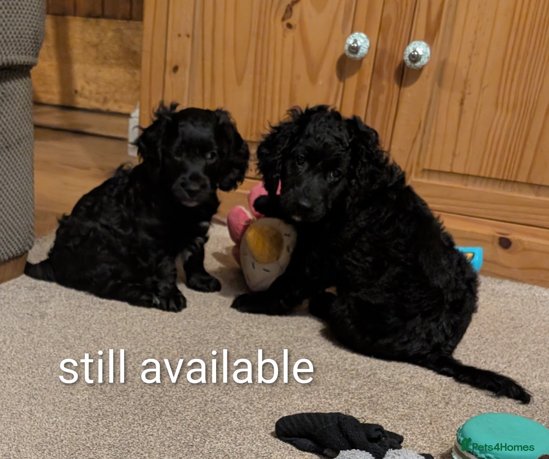 Cockapoo dogs Cockapoo puppies  - Advert 5