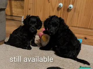 Cockapoo dogs Cockapoo puppies - Advert 5