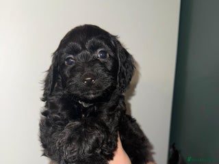 Cockapoo dogs - Advert 4