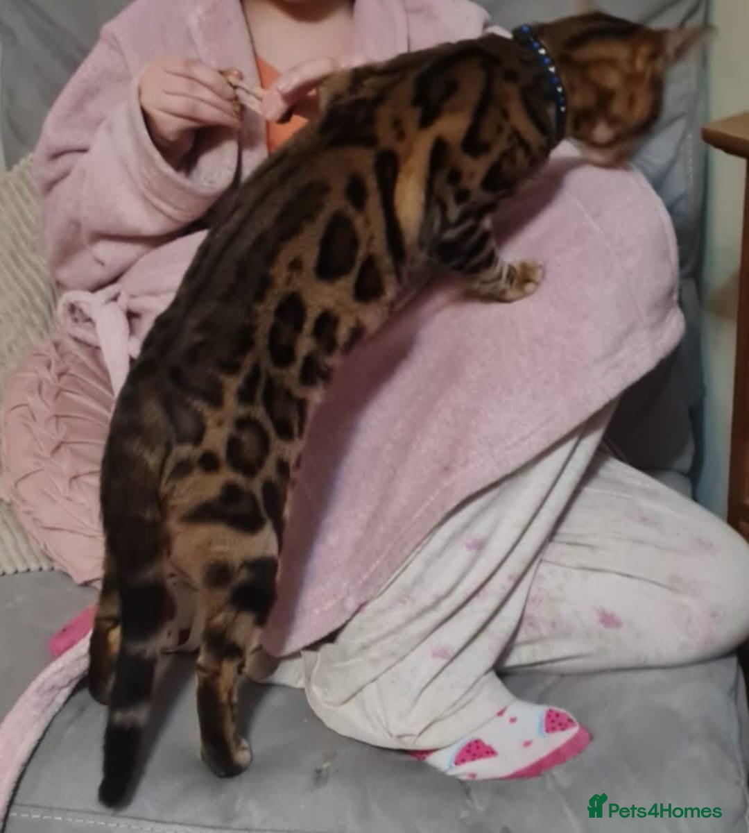 Bengal cats for sale: Pure Bred Male Bengal Kitten Available - Image 11