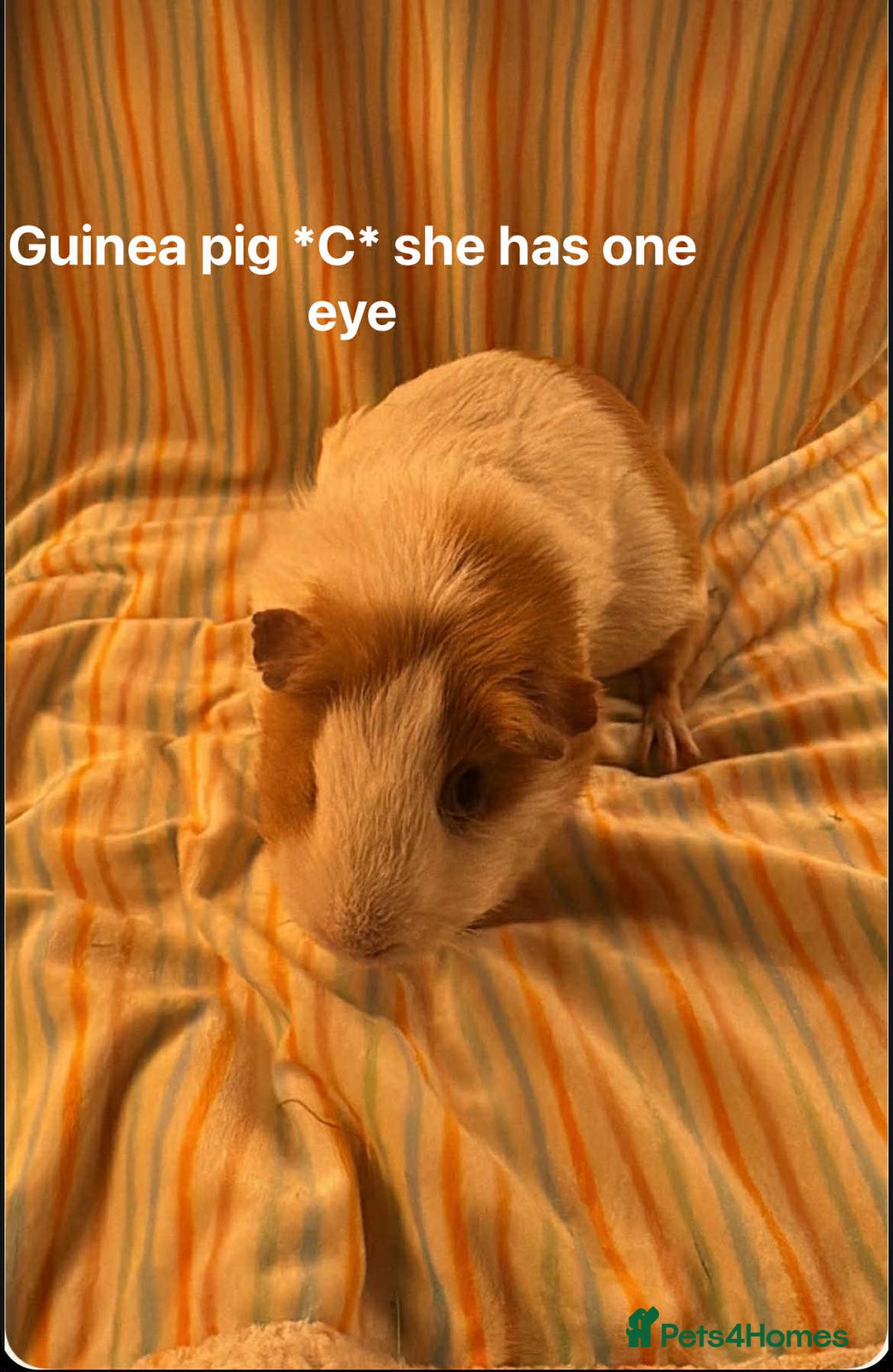 Guinea Pig rodents for sale: Mixed age female Guinea pigs for sale - Advert 2
