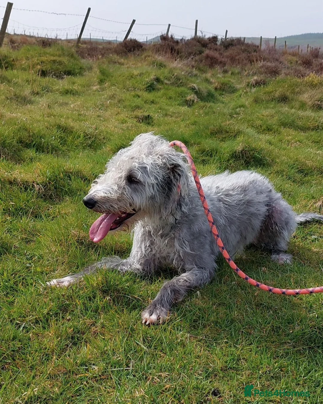 Mixed Breed dogs for sale: Boy puppy looking for his forever home  - Advert 2