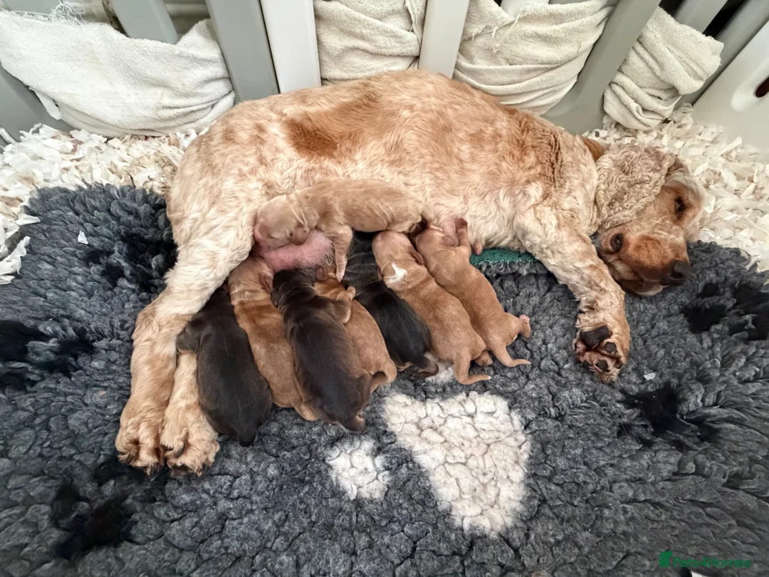 Cocker Spaniel dogs for sale: Stunning English 💯 show type cocker puppies  - Advert 1