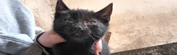 Mixed Breed cats for sale: Farm kittens black and white - Advert 4