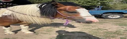 Irish Cob horses for sale: Irish cob in Pulborough - Advert 1