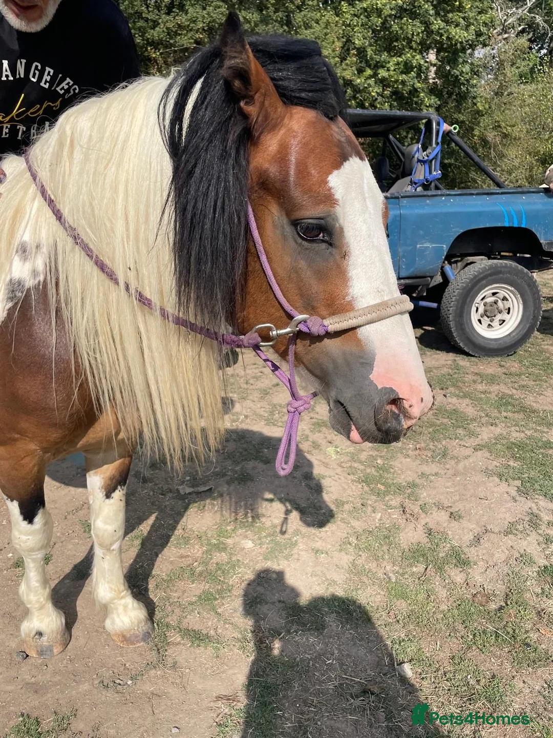 Irish Cob horses for sale: Irish cob in Pulborough - Advert 1