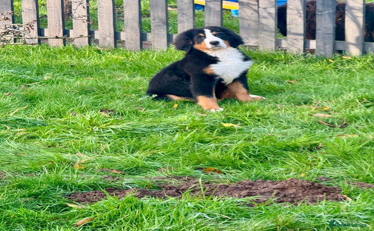 Bernese Mountain Dog dogs 2 kc reg girl Bernese mountain dog puppies  - Advert 10