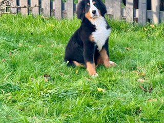 Bernese Mountain Dog dogs 2 kc reg girl Bernese mountain dog puppies - Advert 9