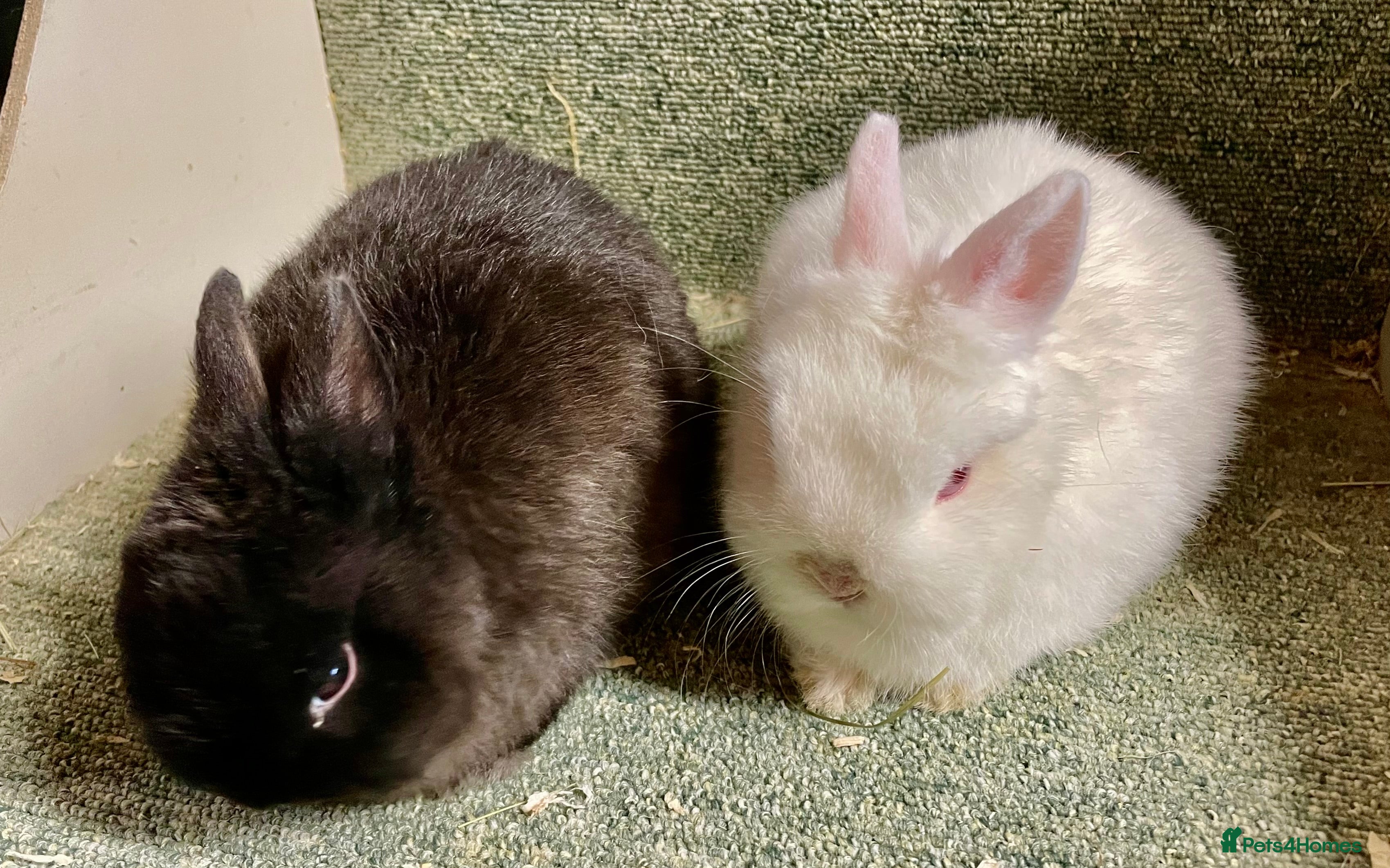 Netherland Dwarf rabbits Netherland dwarf baby does - Advert 5