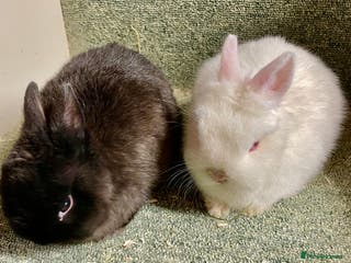 Netherland Dwarf rabbits Netherland dwarf baby does - Advert 5