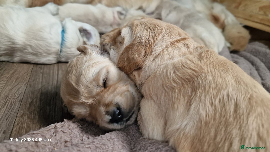 Golden Retriever dogs for sale: 💫💫💫 All puppies are reserved 💫💫💫 in Saint Helens - Image 30