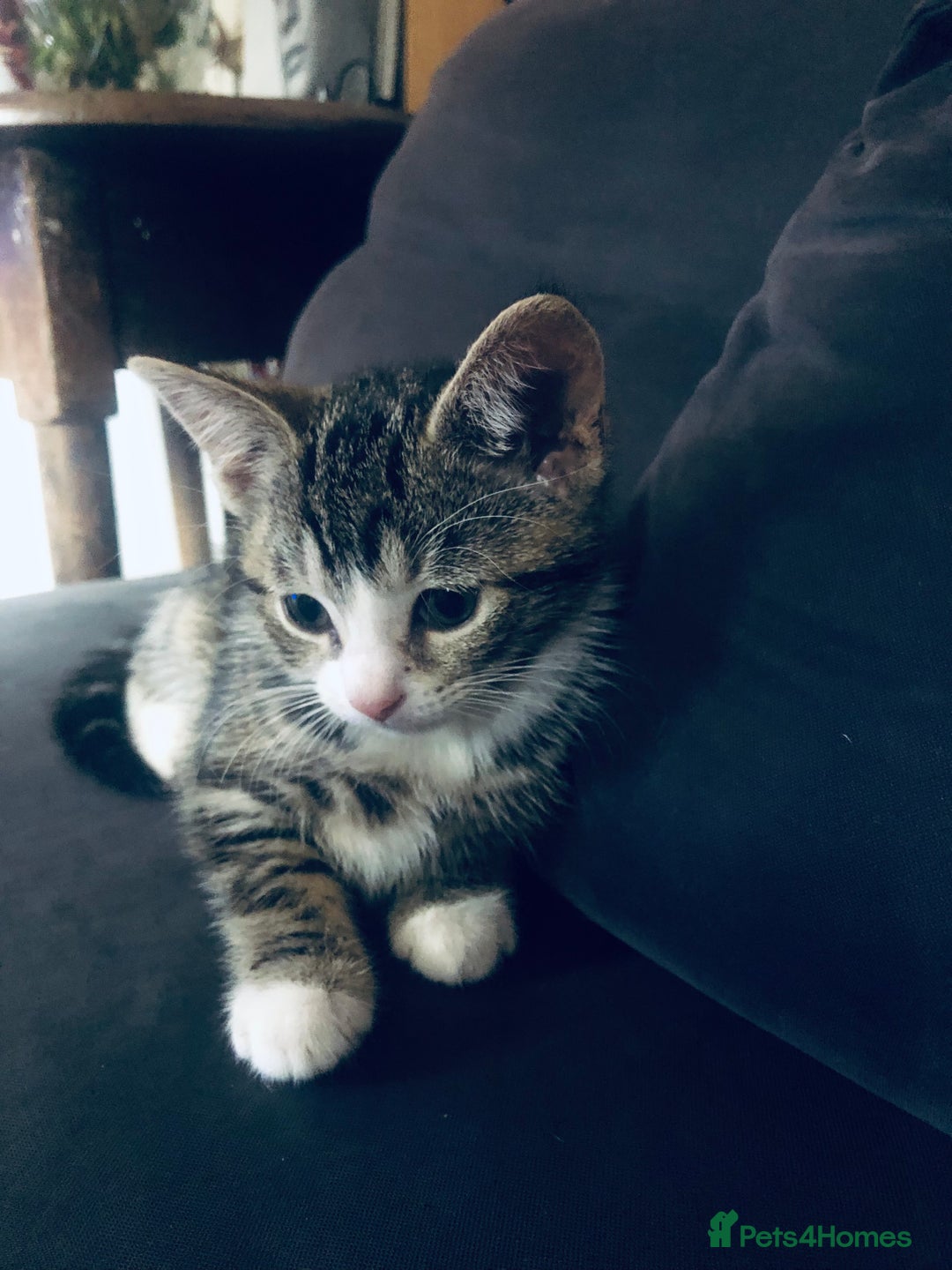 Mixed Breed cats for sale: Kittens  - Image 14