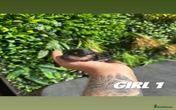 Miniature Dachshund dogs for sale: KC reg long haired mini dachshunds  - Image 4