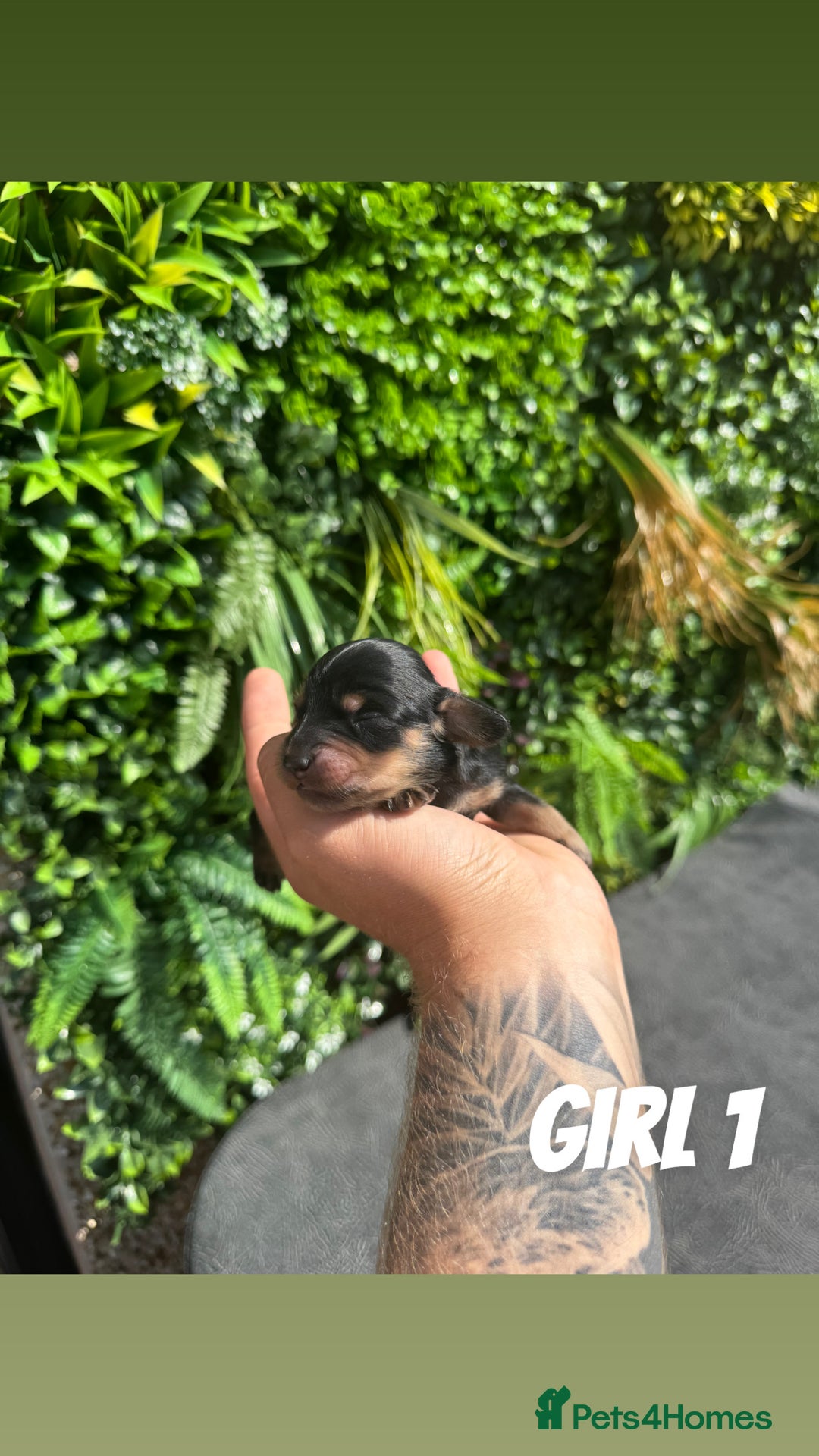 Miniature Dachshund dogs for sale: KC reg long haired mini dachshunds  - Image 4