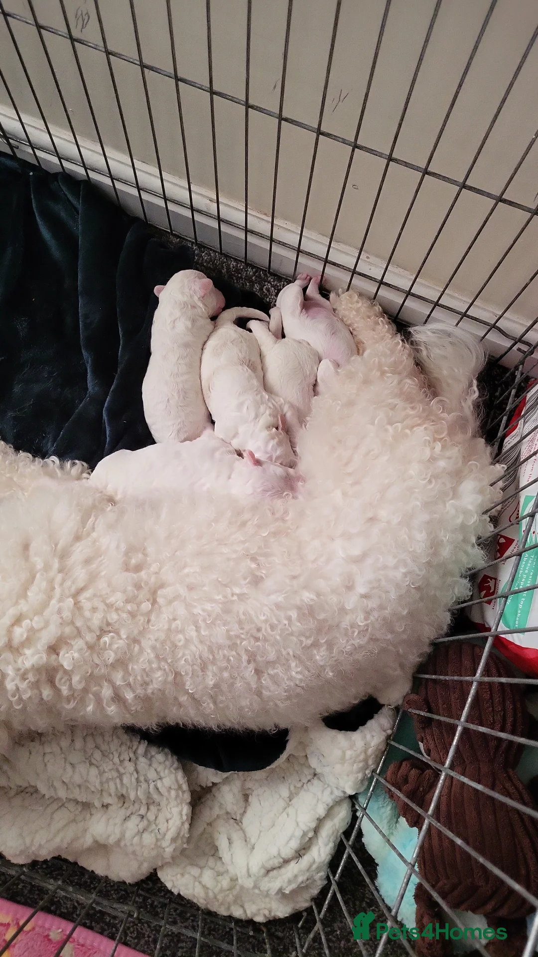 Poochon dogs for sale: Poochon puppy  - Advert 2