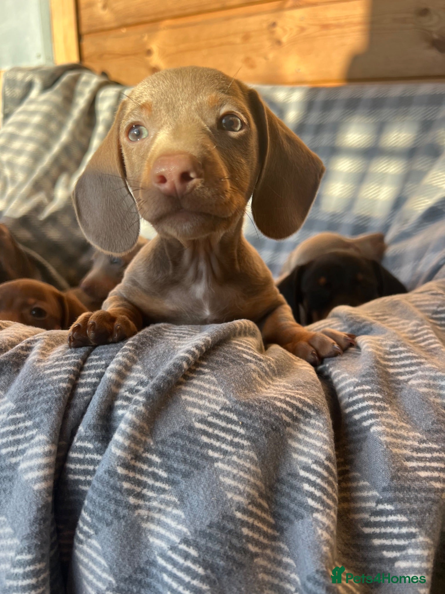 Dachshund dogs LILAC AND TAN DACHSHUND PUPPIES  - Advert 1