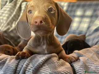 Dachshund dogs LILAC AND TAN DACHSHUND PUPPIES - Advert 1