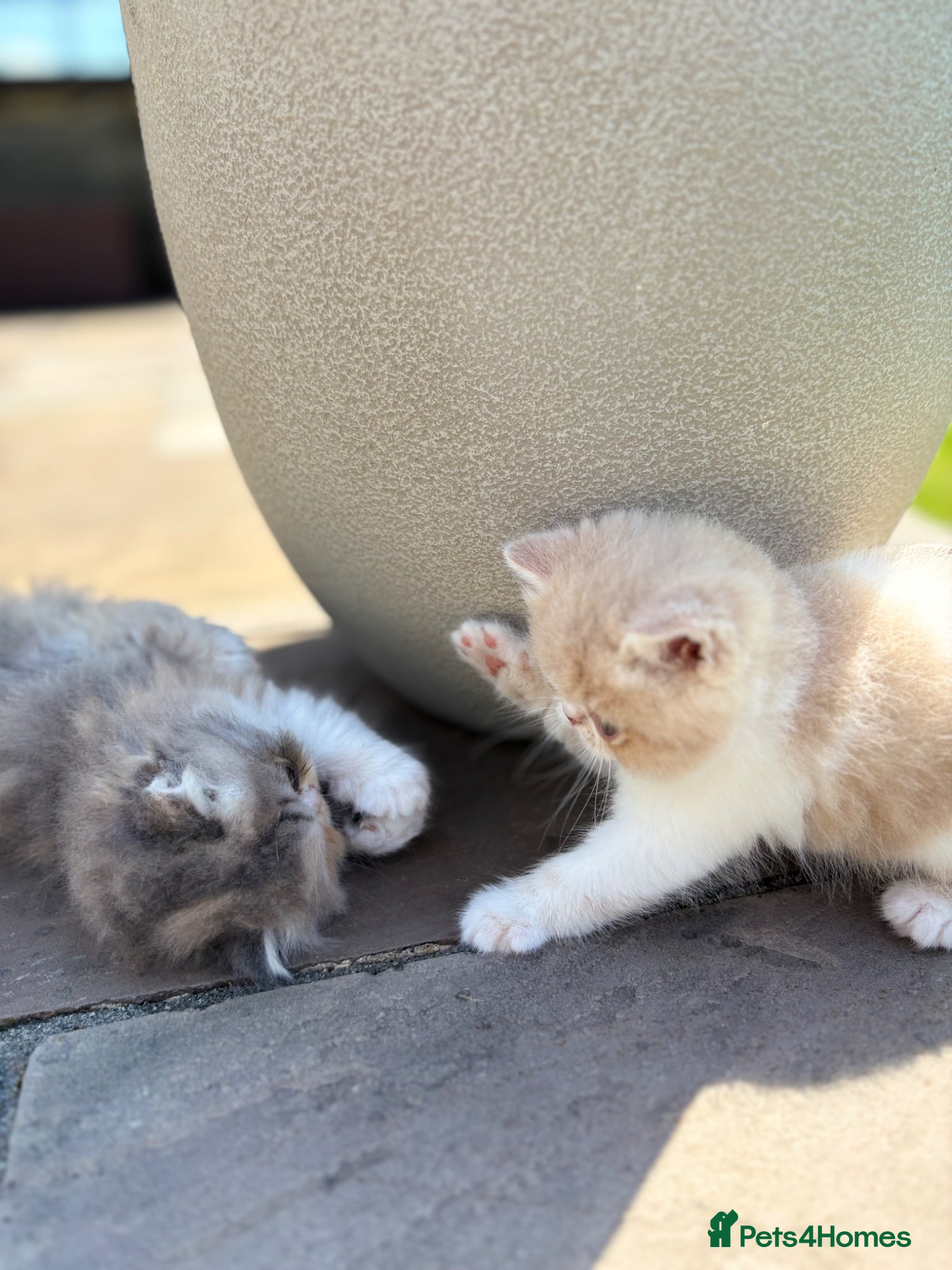 Exotic cats for sale: Exotic kittens two female  - Advert 15