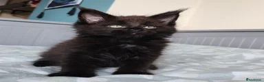 Lord Winston TitaniumCat 