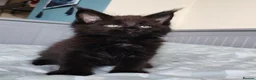 Maine Coon cats for sale: Meet Our Beautiful Maine Coon Kittens 😍😍😍  - Advert 8