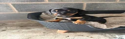 Dachshund dogs for sale: Traditional/dapple daschunds - Advert 9