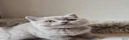 British Shorthair cats for sale: Lovely GCCF British Shorthair Kittens  - Advert 5