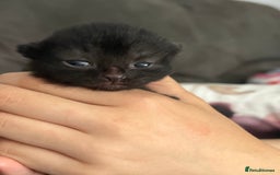 British Shorthair cats for sale: British shorthair/ tuexedo kittens  - Image 5