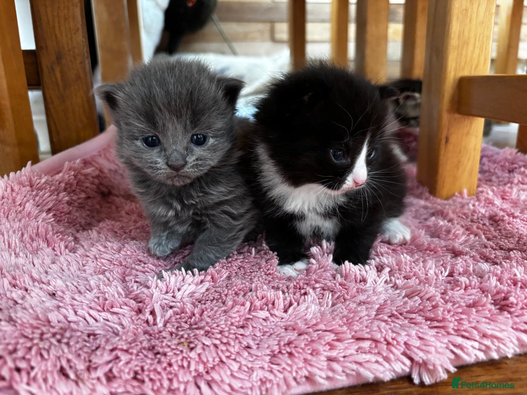 Mixed Breed cats for sale: Beautiful grey fluffy kitten  - Image 4