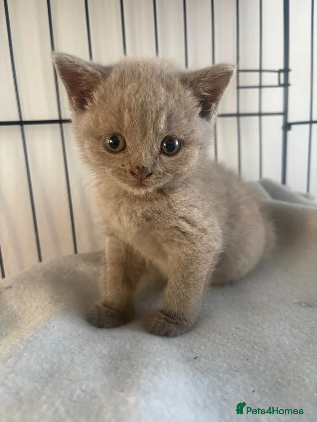 British Shorthair cats for sale: Lilac British Shorthair in Birmingham - Advert 2
