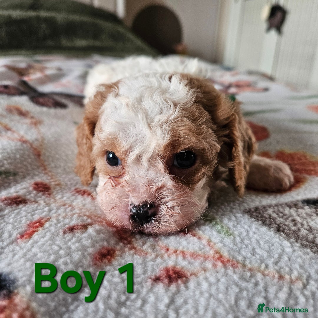 Cavachon dogs for sale: Cavachons. Beautiful Bundles of Fluff  - Advert 5