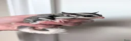 Sugar Glider rodents for sale: Mosaic Ringtail Female Sugar glider joey - Advert 2
