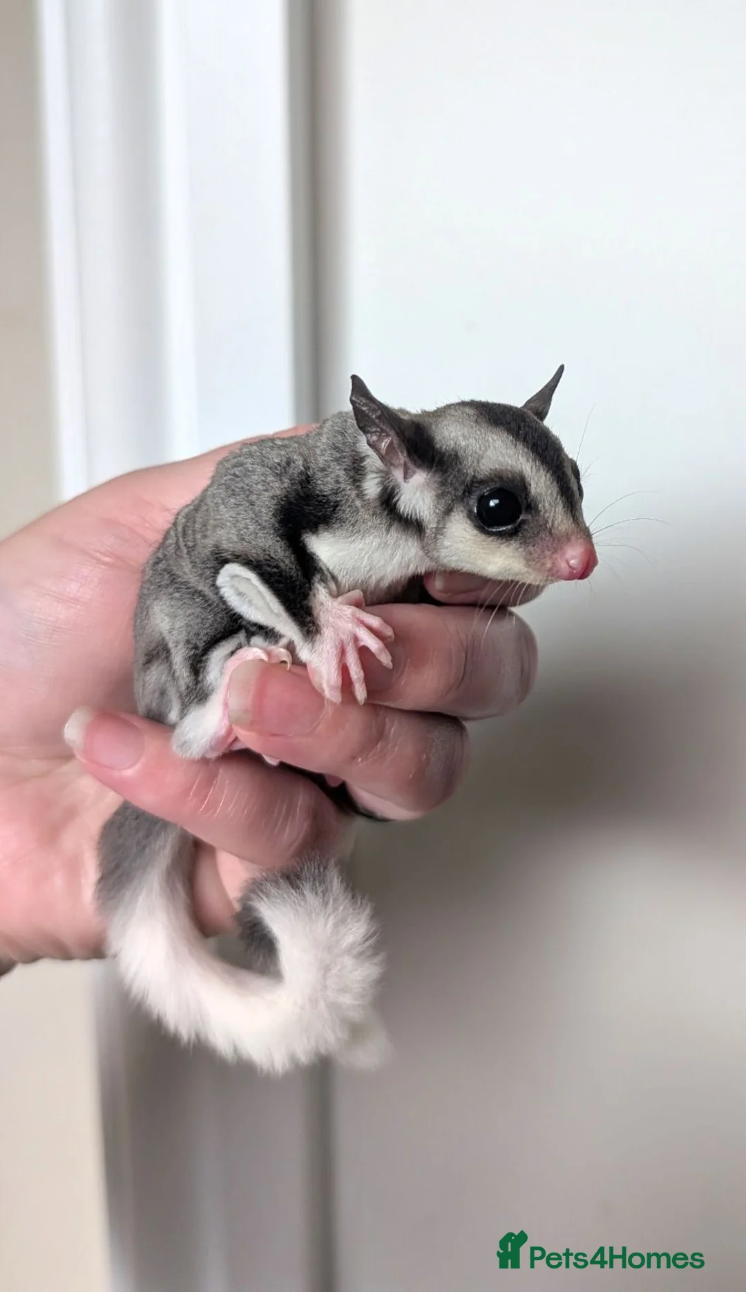 Sugar Glider rodents for sale: Mosaic Ringtail Female Sugar glider joey - Advert 2