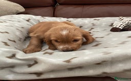 Cocker Spaniel dogs for sale:  Cocker spaniel puppies  - Advert 9