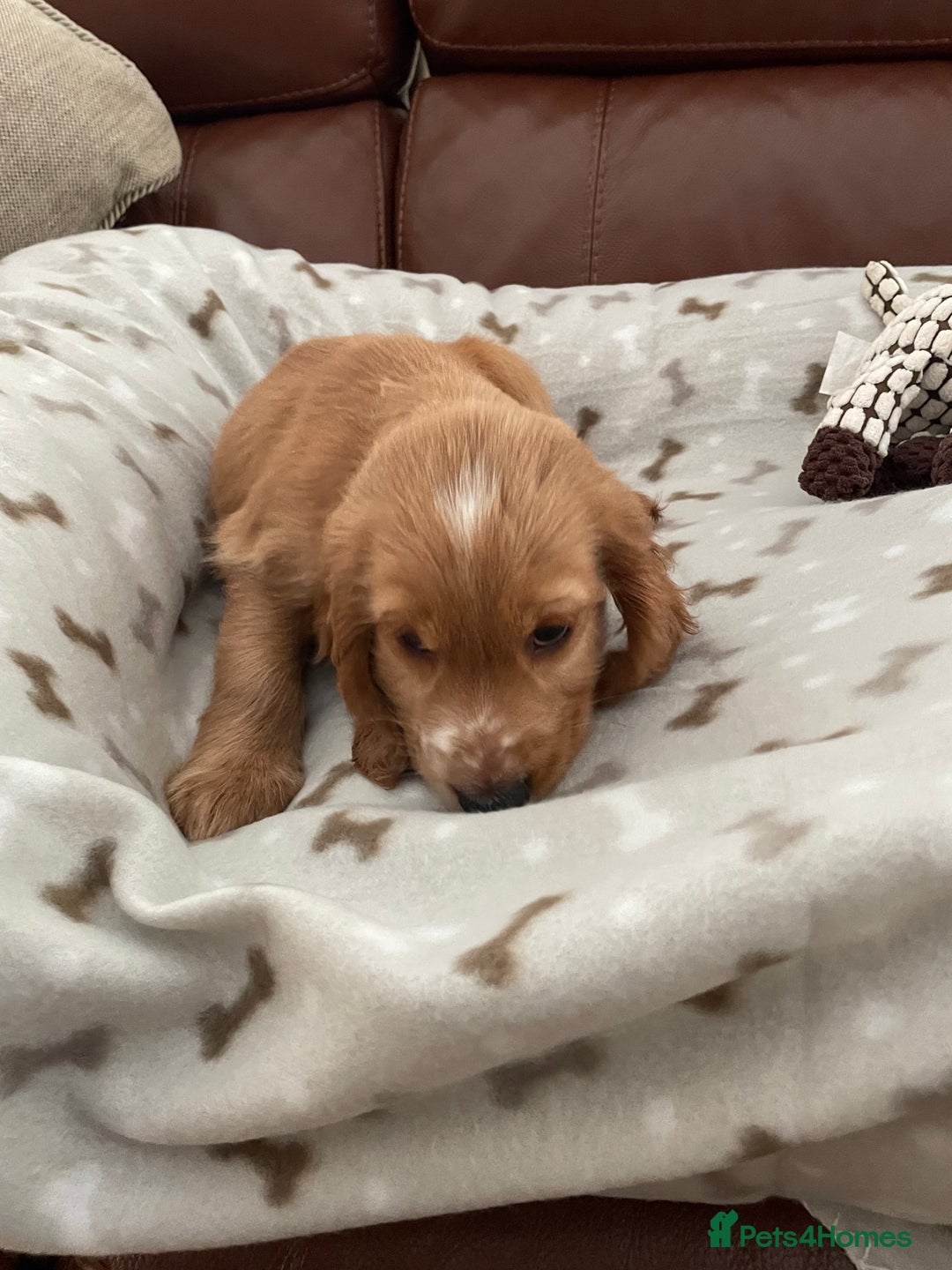 Cocker Spaniel dogs for sale:  Cocker spaniel puppies  - Advert 9