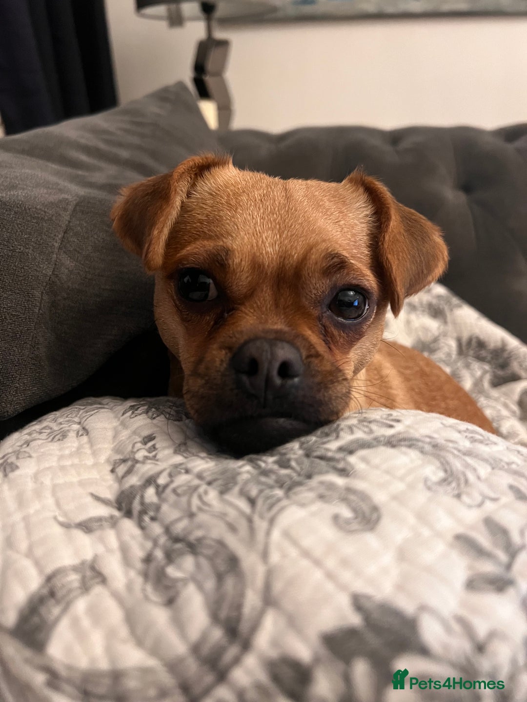 Jug dogs for sale: Jug (Jack Russell & Pug) Female  - Image 2
