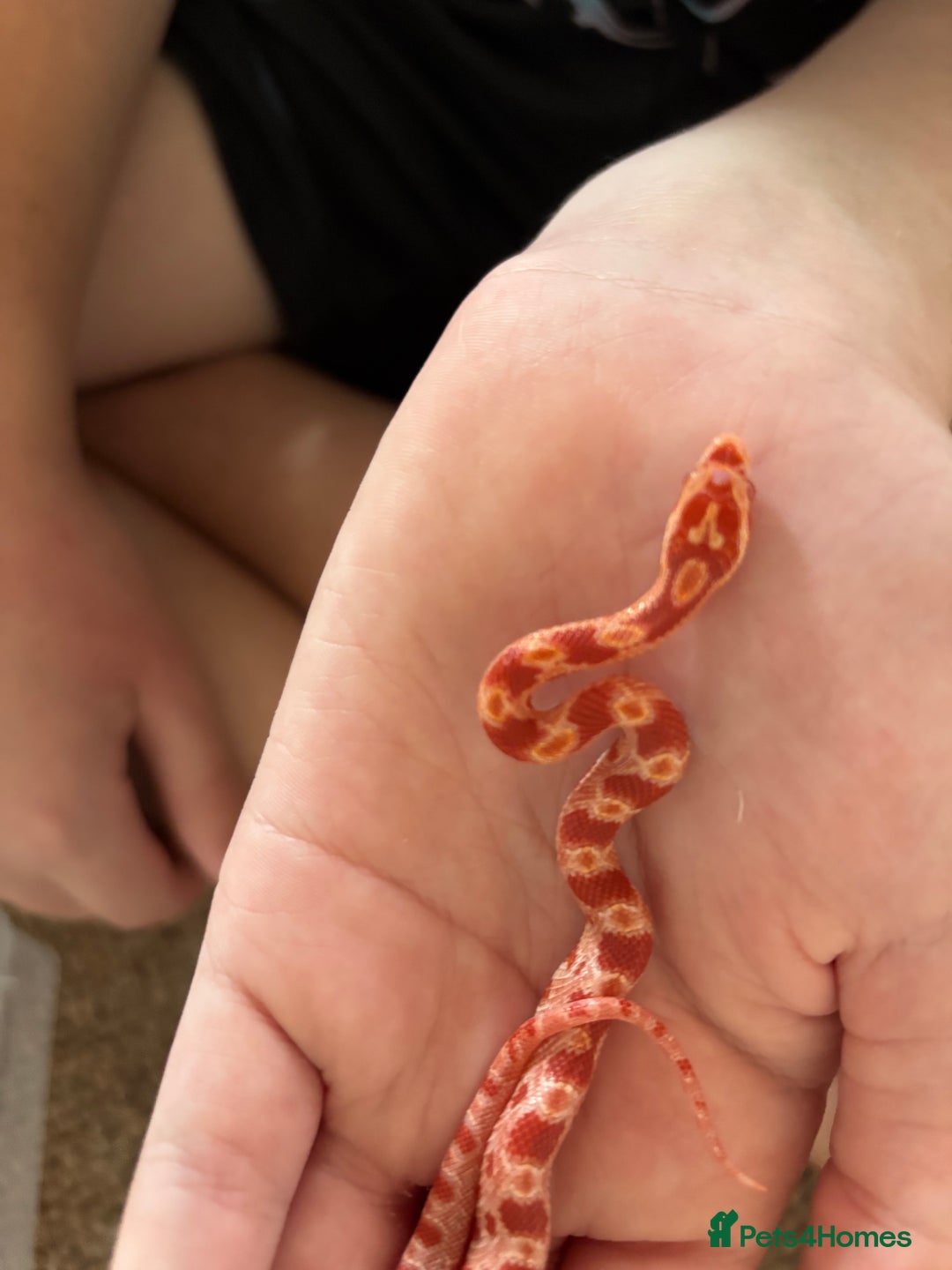 Corn Snake reptiles for sale: Baby corn snakes, snows, amel het palmetto, anery - Image 9