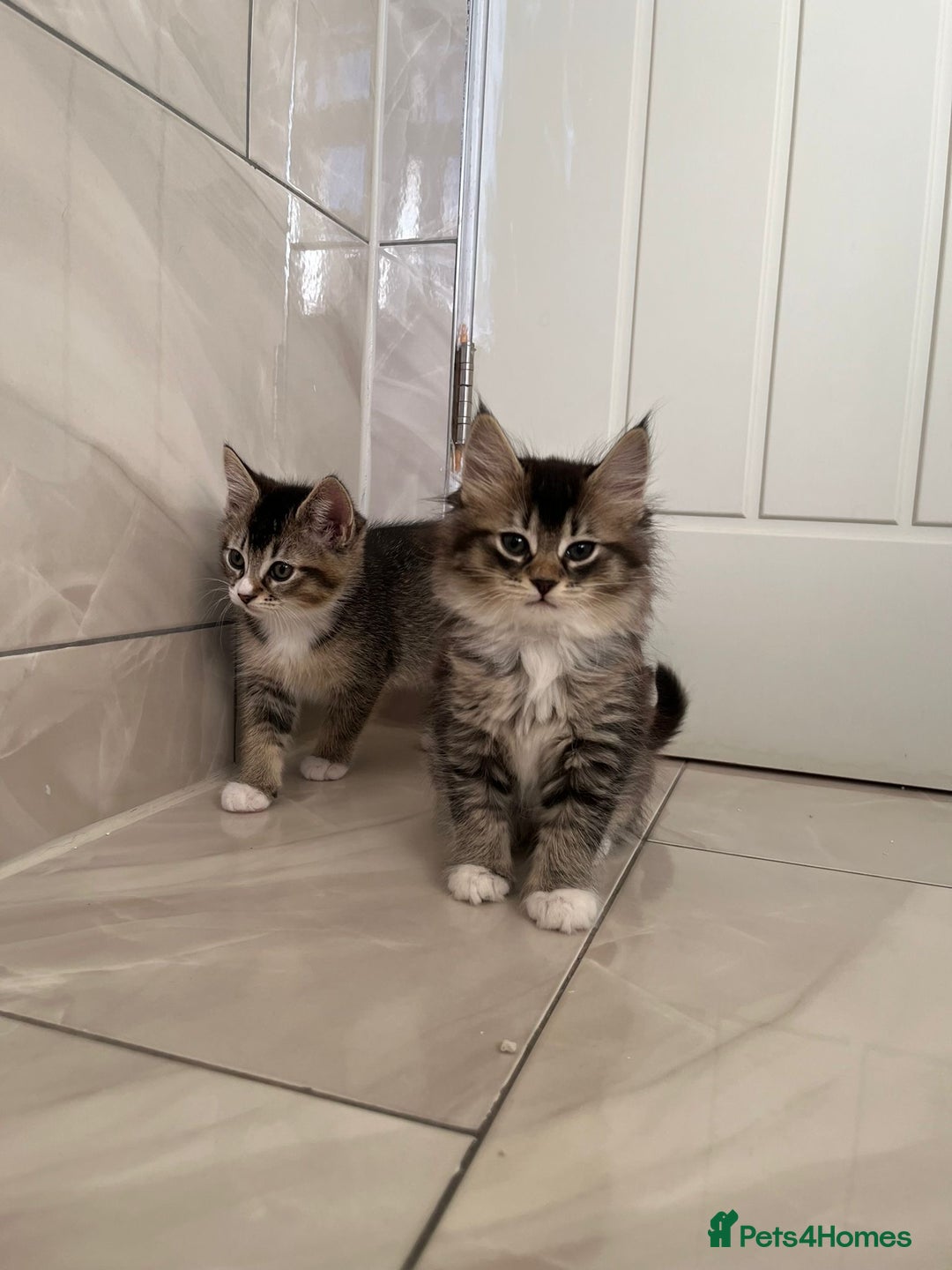 Mixed Breed cats for sale: 3 Female Kittens left from litter of 6  - Advert 6