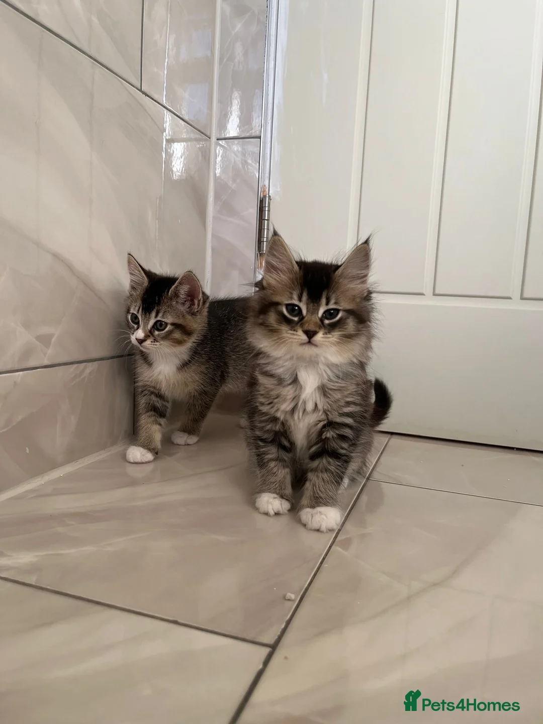Mixed Breed cats for sale: 3 Female Kittens left from litter of 6  - Advert 6