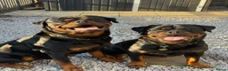 Rottweiler dogs for sale: 2 puppies available  - Advert 6