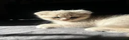 Scottish Fold cats for sale: ✨ Beautiful TICA babies Fold & Straight ✨  - Advert 13