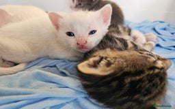 Mixed Breed cats for sale: Kittens Available to Reserve - Image 30
