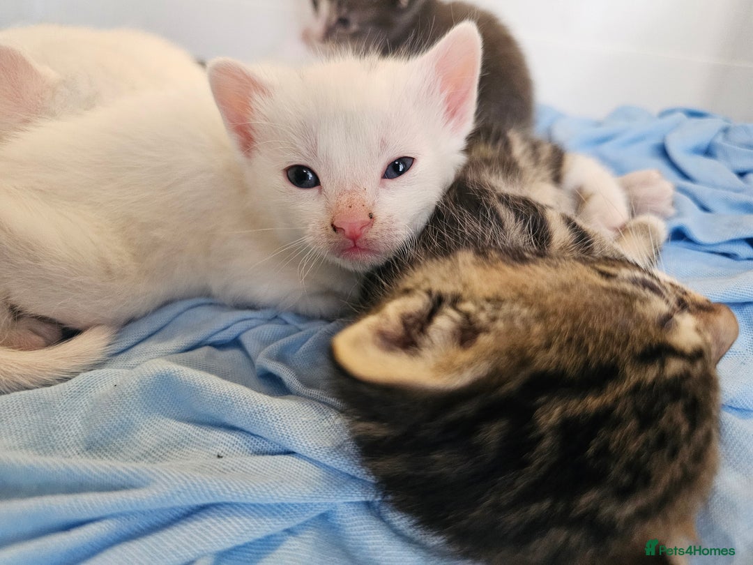 Mixed Breed cats for sale: Kittens Available to Reserve - Image 30