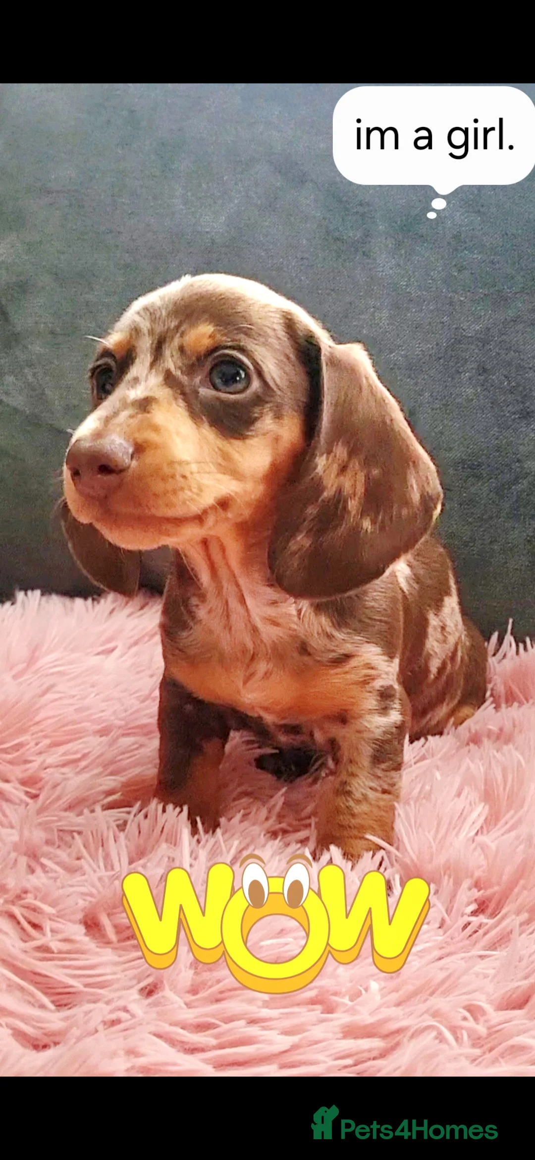 Miniature Dachshund dogs for sale: Minature dachshunds puppies "7 weeks old" - Advert 12