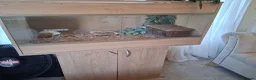 Bearded Dragon reptiles for sale: 'Burt' The Bearded Dragon Lizard for sale in Chichester - Advert 1