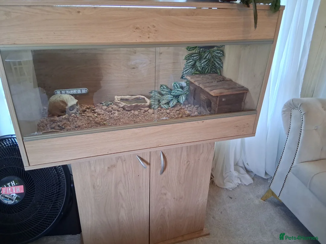 Bearded Dragon reptiles for sale: 'Burt' The Bearded Dragon Lizard for sale in Chichester - Advert 1
