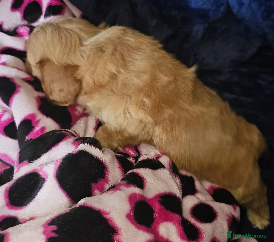 Cavapoo dogs for sale: Red f1b TOY cavapoo puppies in Bedford - Advert 8