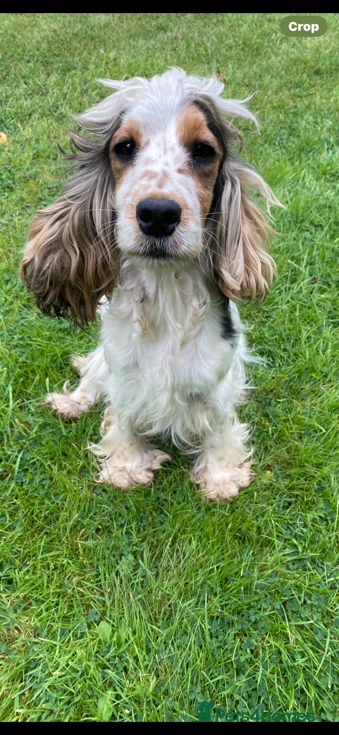 Cockapoo dogs for sale: F1 SABLE COCKAPOO PUPS READY NOW. - Advert 7