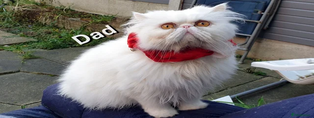 Casper
