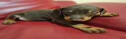 Dobermann dogs for sale: Stunning Female Ready for Lifelong Home  - Advert 25